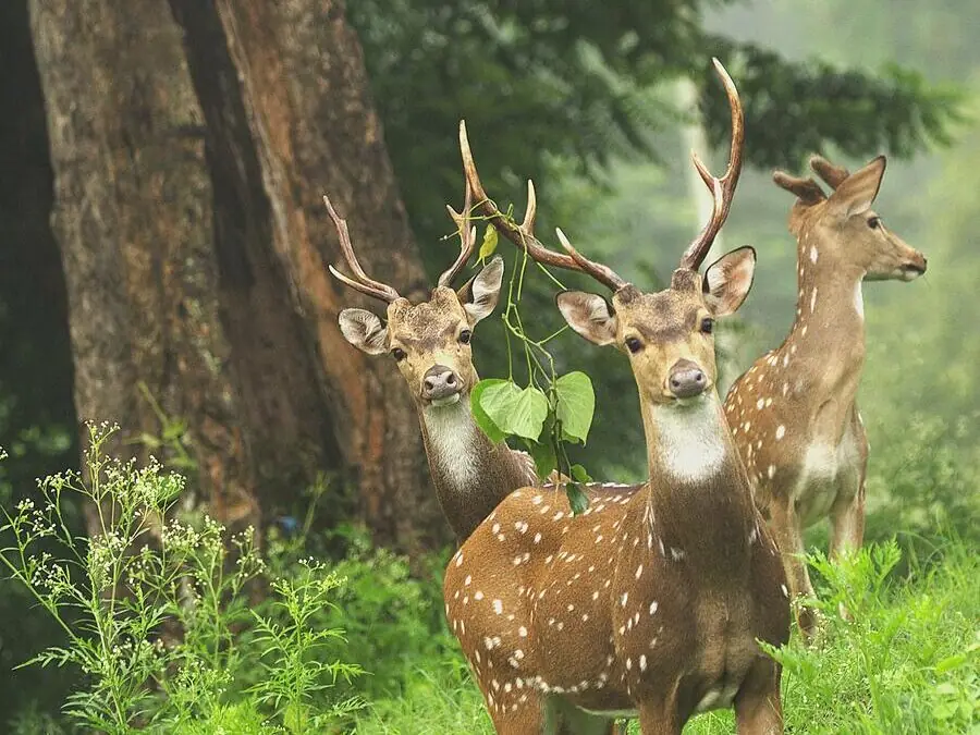 Chital herd grazing in early-morning mist