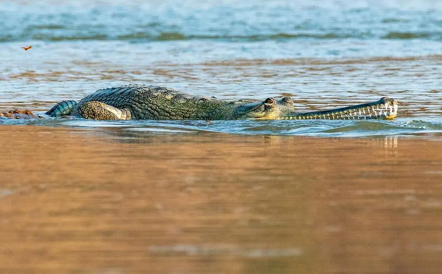 Gharial on the Chambal — seen on the Kota boat safari