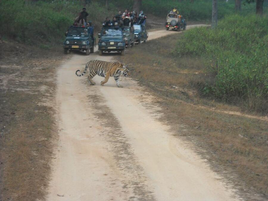 Open jeep on a forest safari track in an Indian tiger reserve