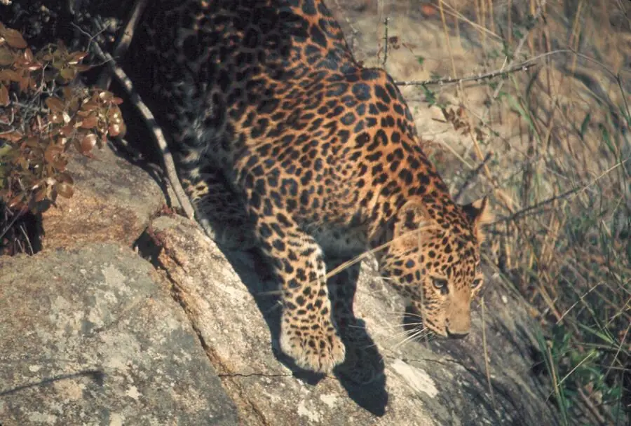 Indian leopard descending a rocky outcrop