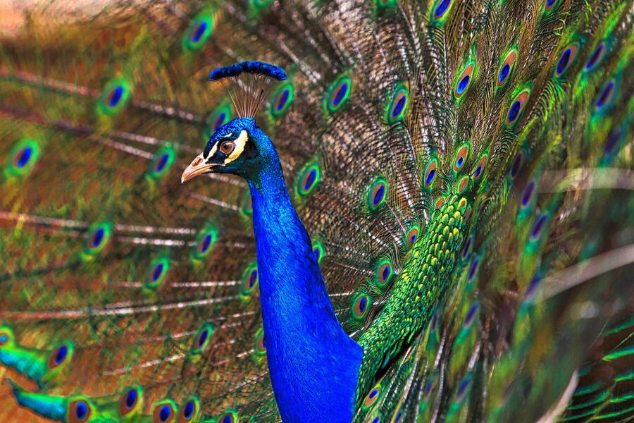 Indian peafowl displaying — a common sight across the Mukundra landscape