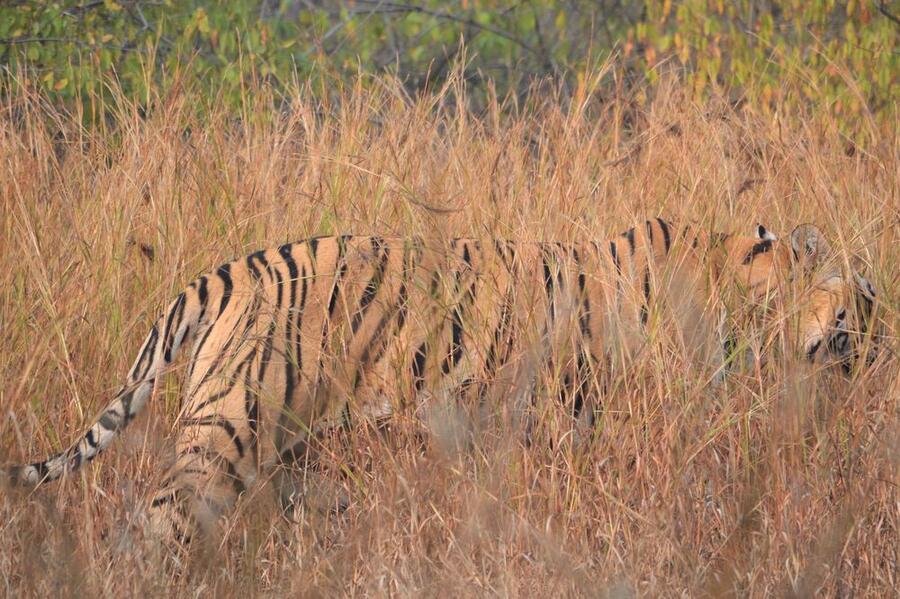 Bengal tiger in Indian forest — Mukundra is Rajasthan's newest tiger landscape